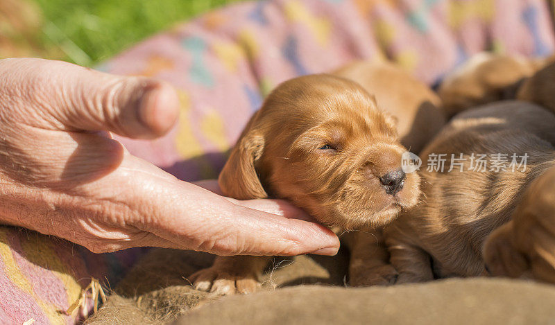 新生的幼犬