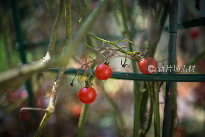 本土樱桃番茄