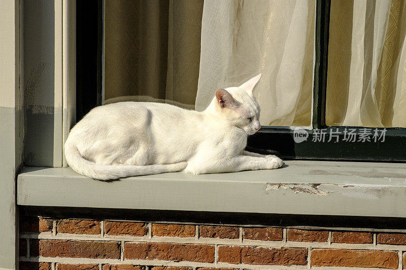 一只白色的流浪猫正在享受阳光