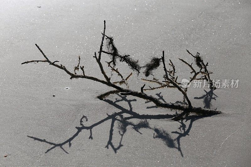 树枝，西班牙苔藓嵌入沙滩，阴影，B&W