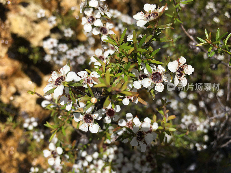 Manuka(钩端精子镜)