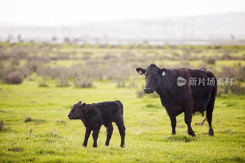 大牧场肉牛开阔地