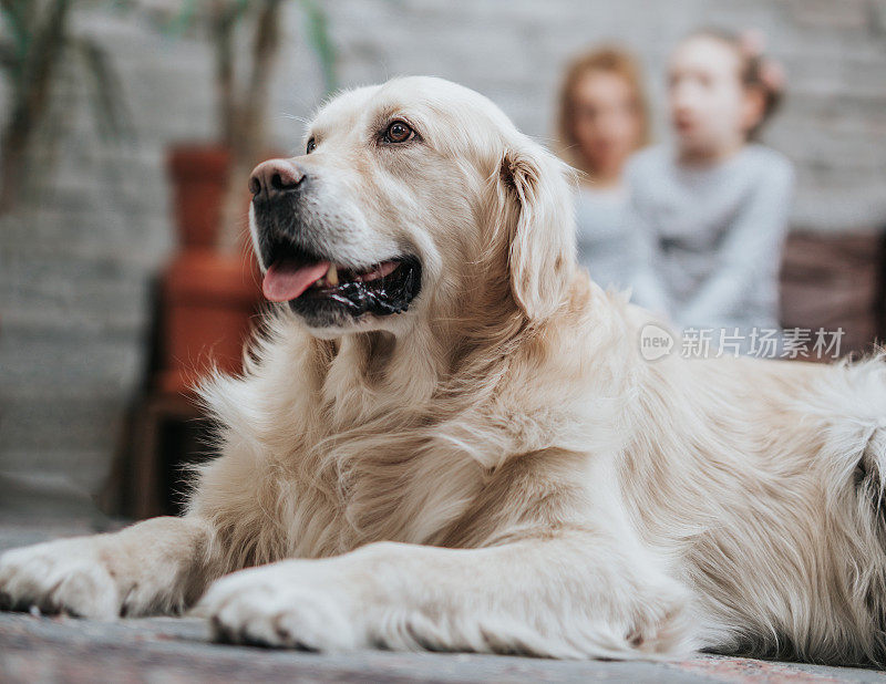 金毛猎犬在家里放松。