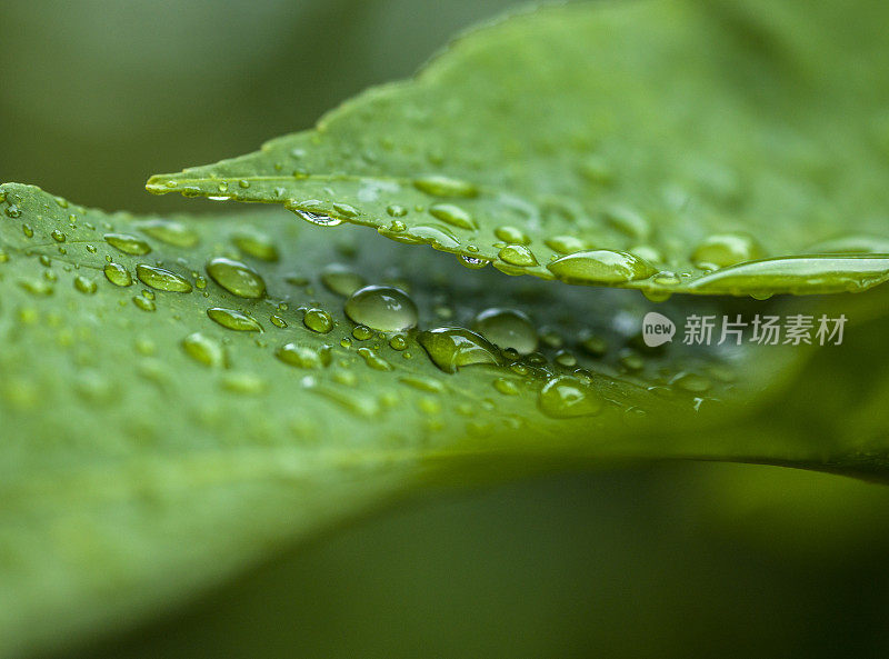 带雨滴的叶子