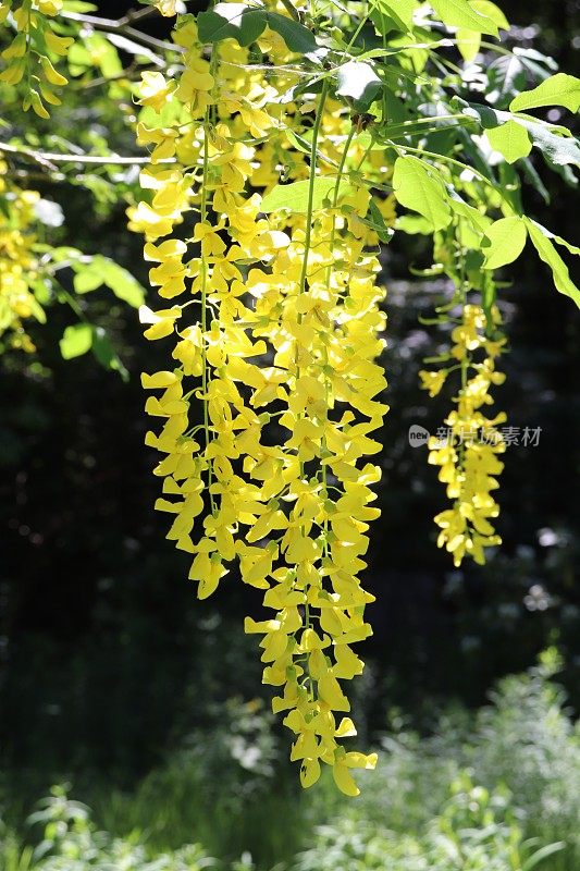 金链花上的黄色花的特写