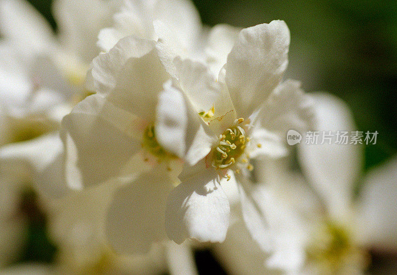 一群白花。拍摄电影