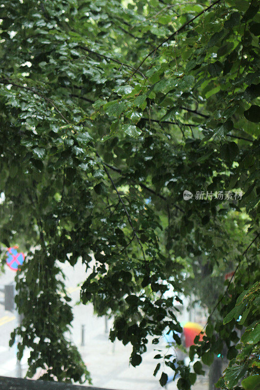 贝尔格莱德暴雨