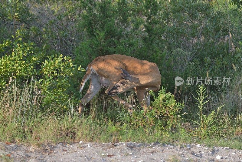 白尾鹿母鹿梳理