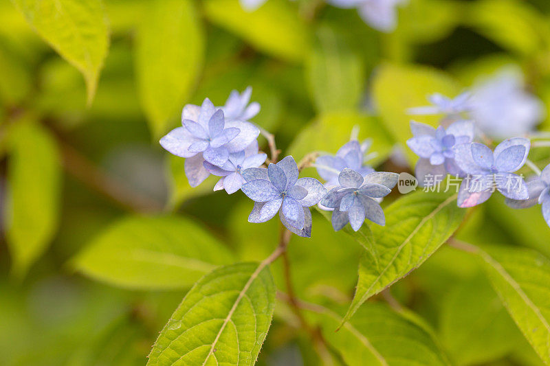 绣球花花