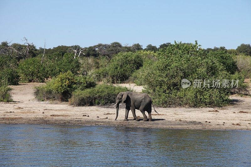博茨瓦纳丘比公园的大象