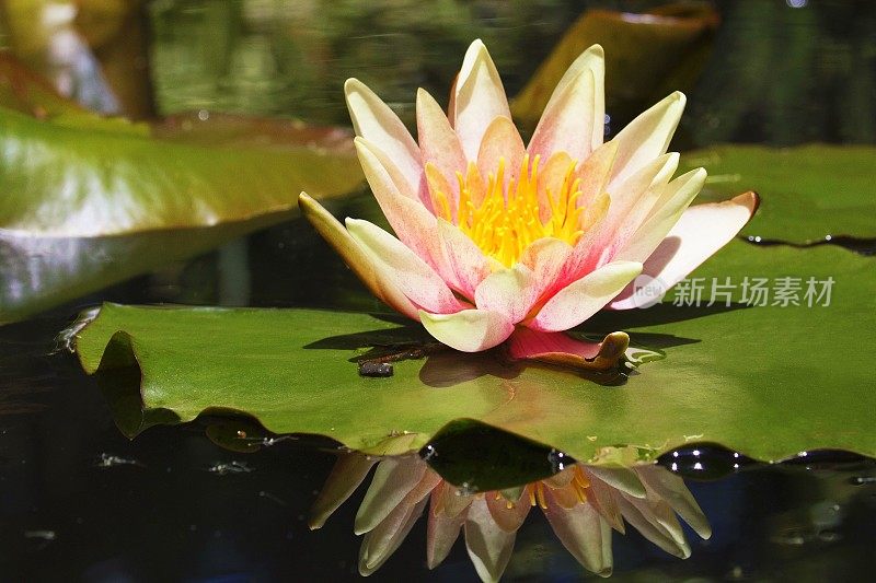 美丽的粉红荷花睡莲，水植物与倒影在池塘里