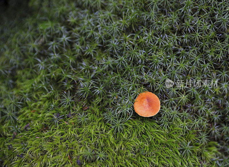 苔藓中的橙色蘑菇