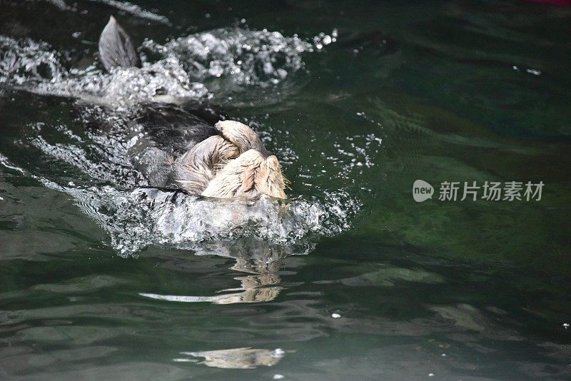 海獭游泳