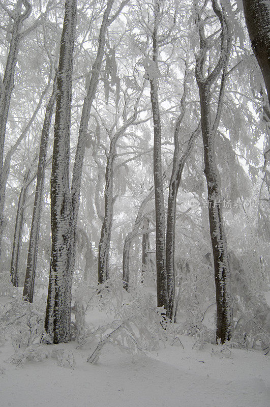 冬天和雪