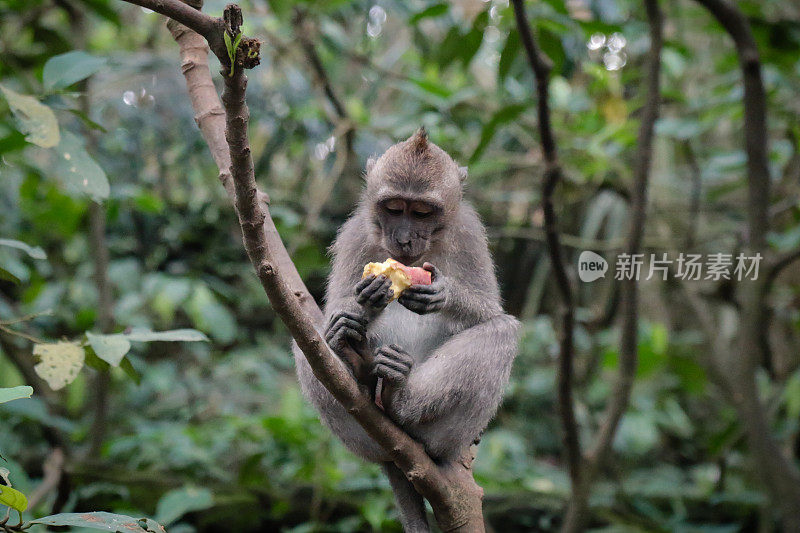 猴子在丛林里坐着吃东西