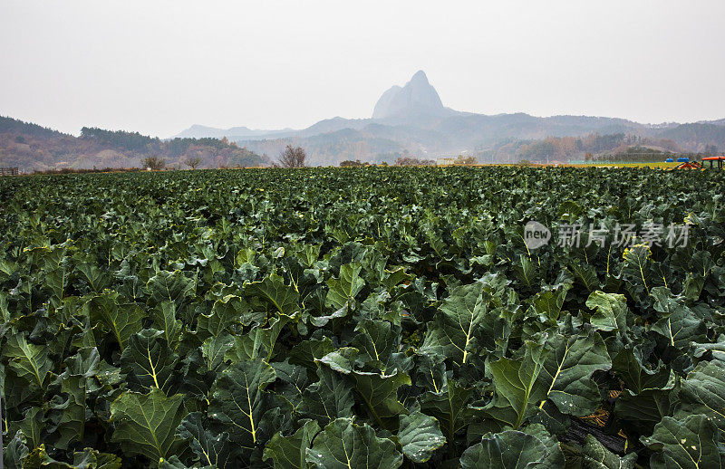 VD726山的风景。