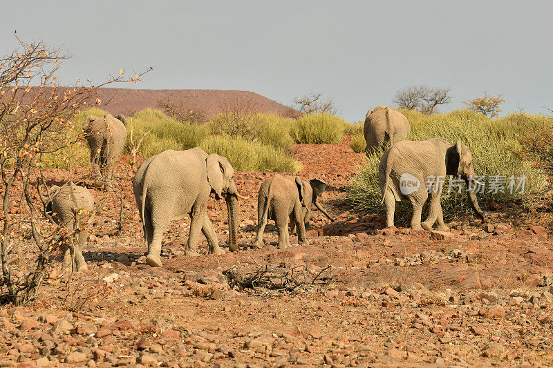 沙漠的非洲象