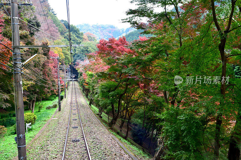 东京八王子市高雄山的秋叶