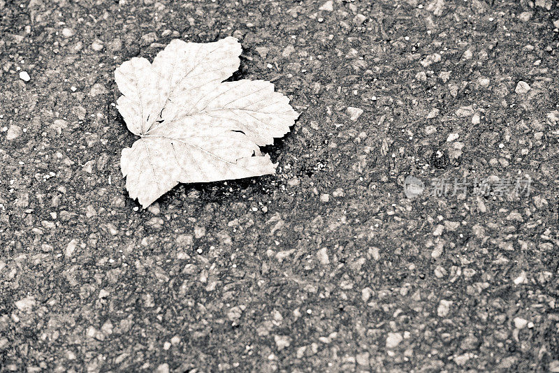 秋天彩色的枫叶躺在地上