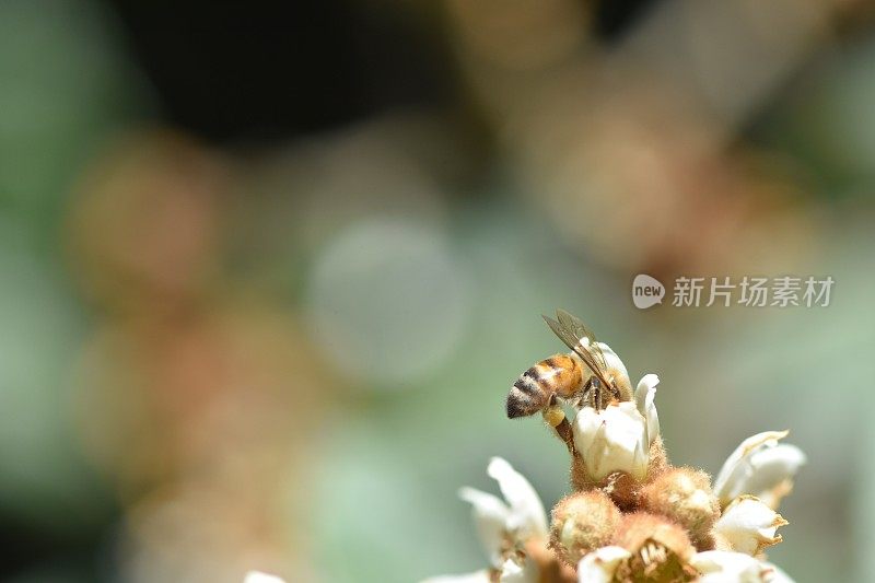 近距离观察一只蜜蜂从一朵花中吸食花蜜