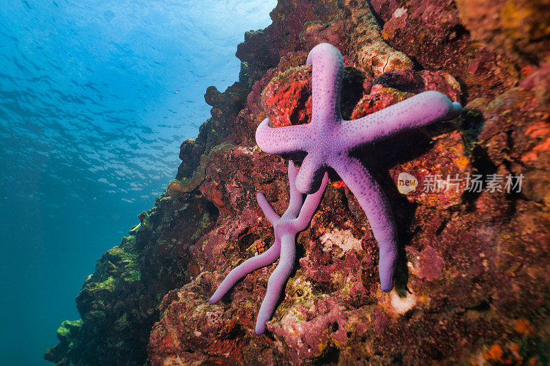 两种紫海星海星，水下岩石上的棘皮动物