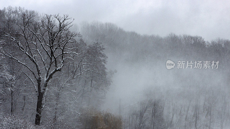 森林里有暴风雪，大风在山腰上刮起一根雪柱