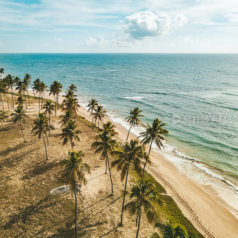 俯瞰巴西巴伊亚海滩上的棕榈树
