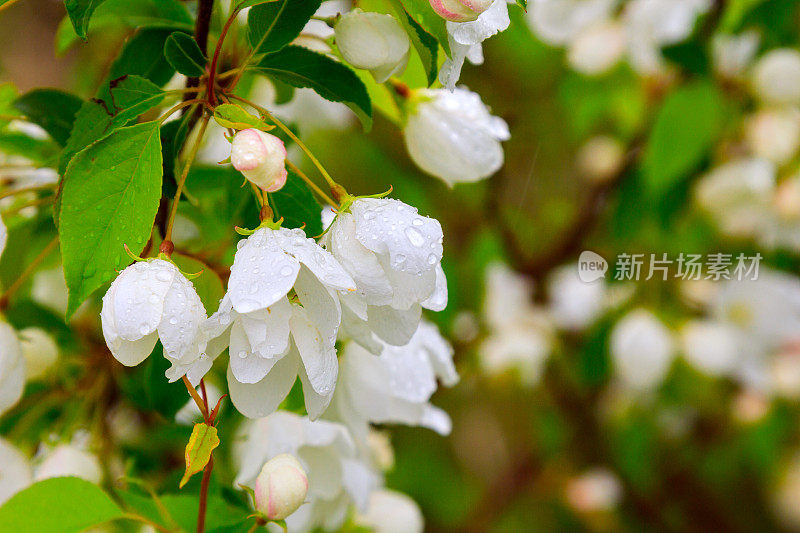 白花苹果树