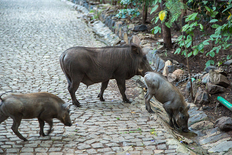 埃塞俄比亚:疣猪