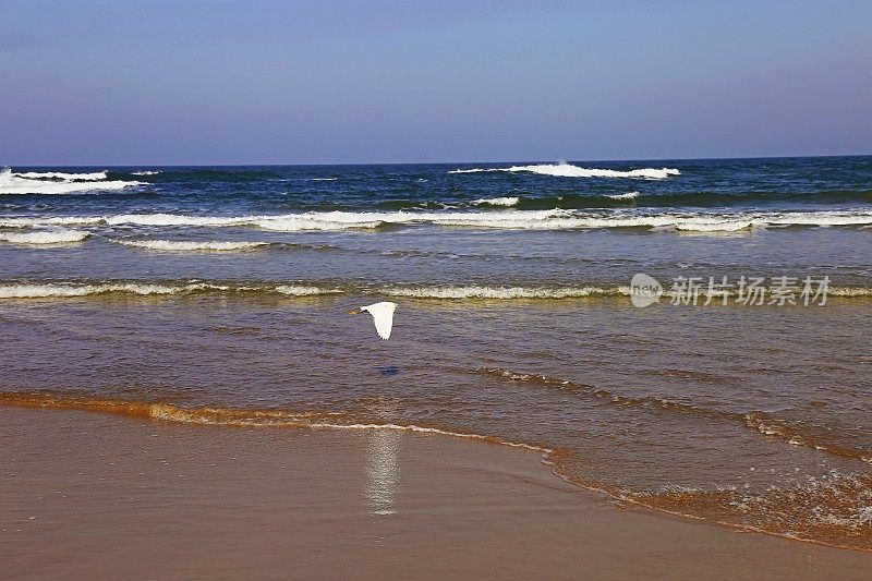 美国南卡罗来纳，黎明时分，苍鹭海鸟带着海浪飞过海滩