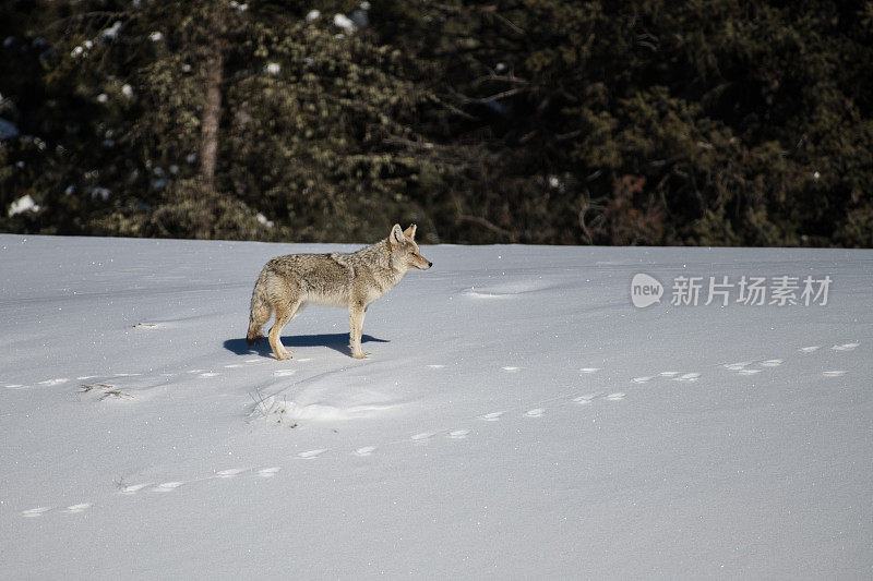 在黄石公园，一只土狼正在穿越三月深冬的积雪