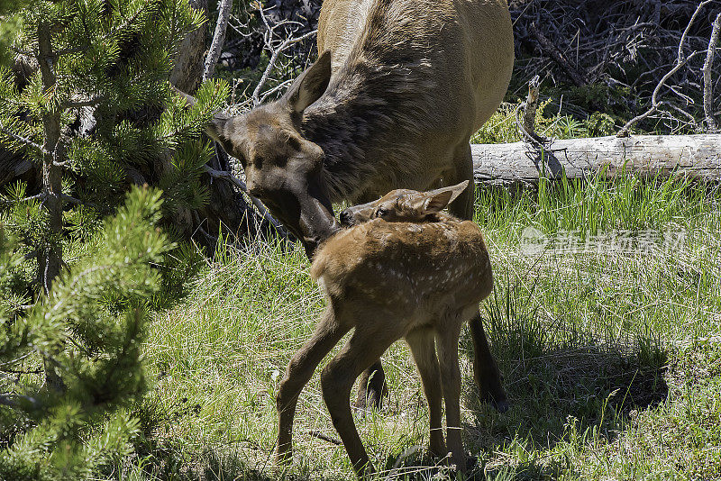美国黄石公园的麋鹿和新生幼崽