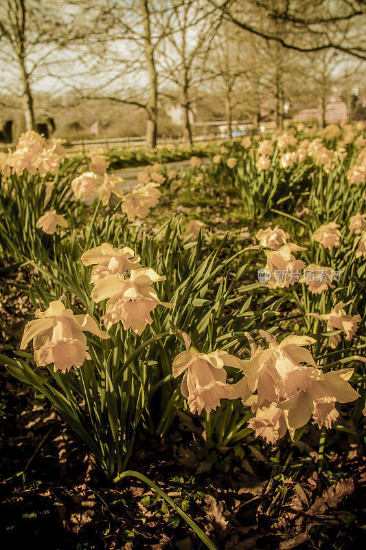 水仙花花园春日阳光旁路春日三月四月