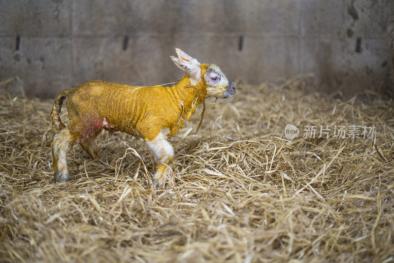 刚出生的小羊羔在铺有稻草的棚子里