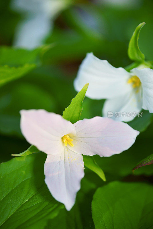 白色Trillium特写