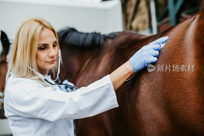 兽医与马