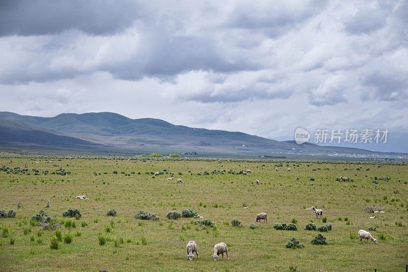 绵羊放牧景观暴风雨全景从犹他州和爱达荷州边界84号州际公路，I-84，农村农场，绵羊和奶牛放牧地在落基山脉。美国。