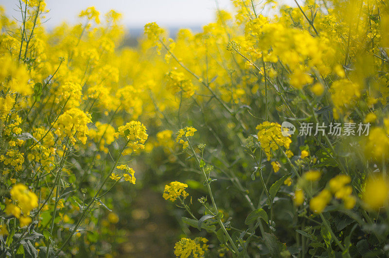 爱尔兰沃特福德卡帕昆县菜籽油盛开的田野。