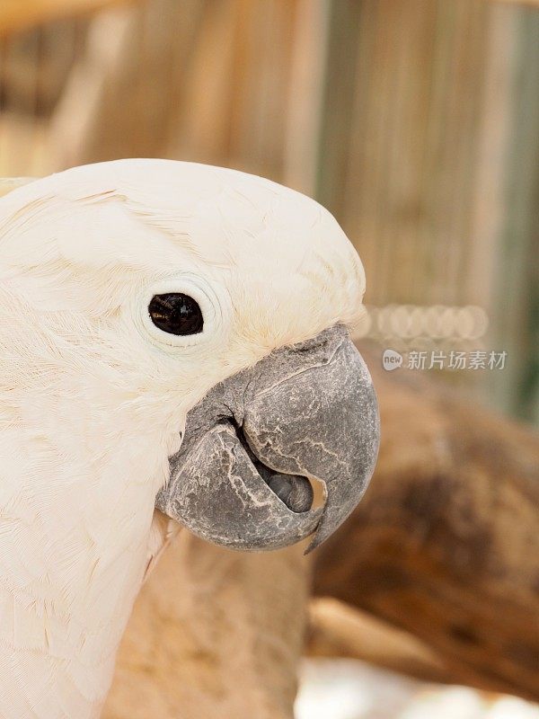 摩鹿加群岛的风头鹦鹉