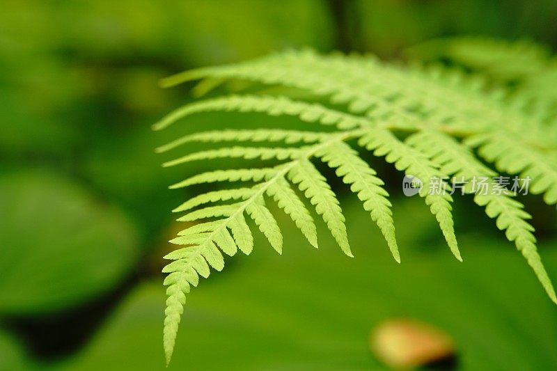 蕨类植物的叶子