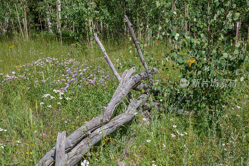 老篱笆，白杨和野花沿着4x4土路在科罗拉多州西南部