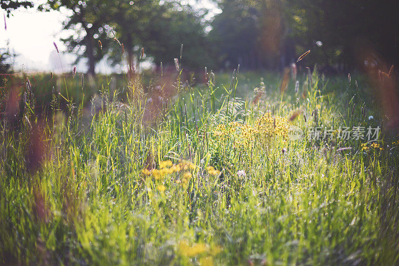 夏日草地上的漂亮的黄色有毒的豚草