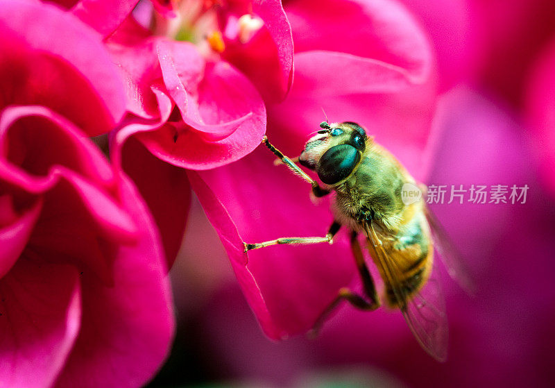 蜜蜂为粉红色花朵授粉的特写镜头