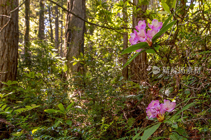 杜鹃花和红杉，北加州