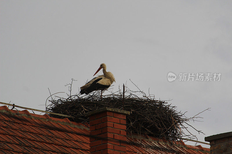 鹳在屋顶上的巢里