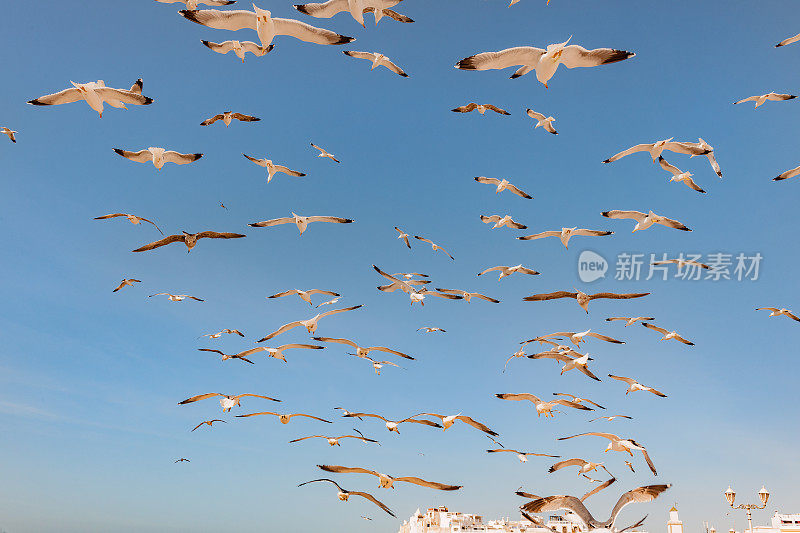 北非摩洛哥，一群海鸥飞过渔村艾索维拉