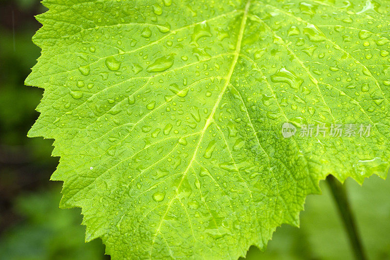 旋覆helenium。一片绿叶上有雨滴。