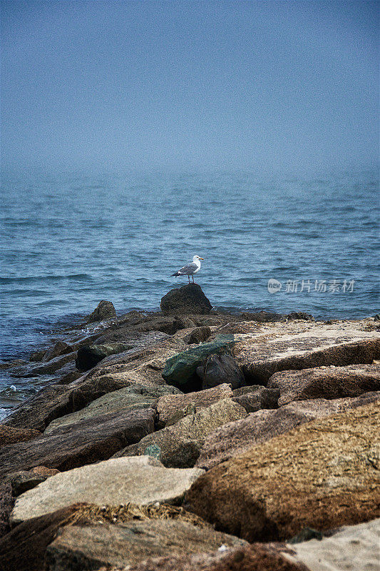海滩岩石码头，海鸥，南塔开特湾，科德角，马萨诸塞州，新英格兰，美国