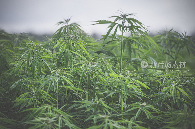 大麻，大麻叶，药用植物摄影。