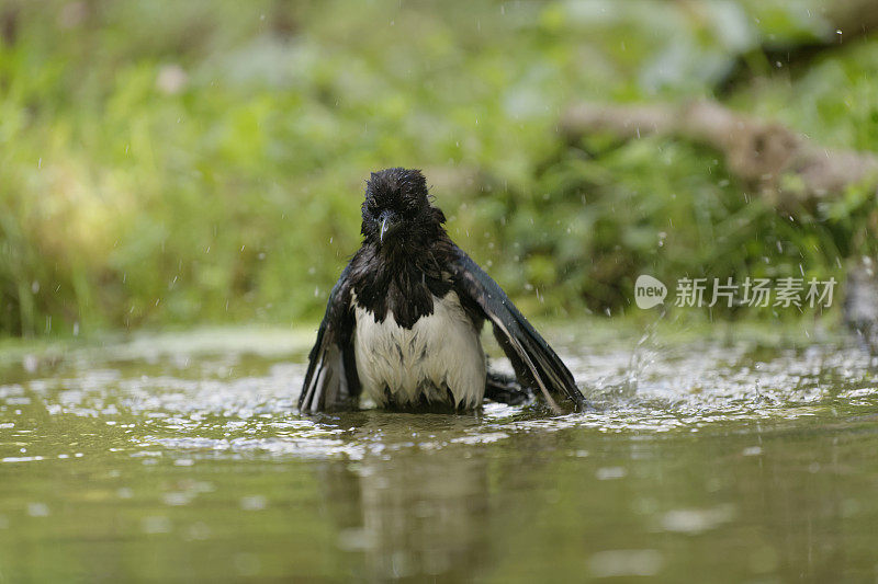 喜鹊清洗(异食癖)